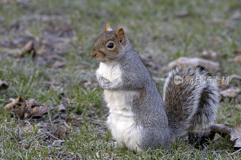 焦虑的灰松鼠Sciurus carolinensis坐在地上